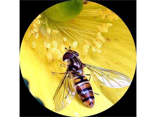Trinocular Zoom Stereo Microscope with 54 LED Light E50061