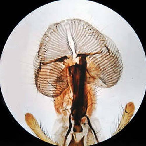 10X-20X-30X-60X Stereo Microscope with 2-Lights and 1.3MP USB Camera P21712