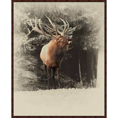 Black Forest Framed Canvas H797986