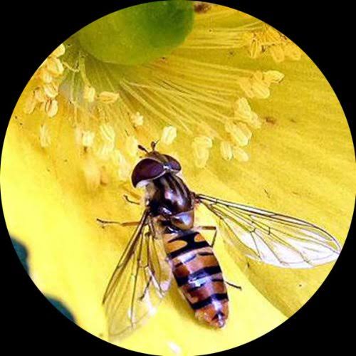 Trinocular Zoom Stereo Microscope with 54 LED Light E50061